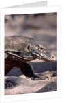 Front End of a Komodo Dragon Lizard by Anonymous