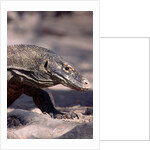 Front End of a Komodo Dragon Lizard by Anonymous
