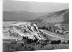 Stagecoach at Mammoth Hot Springs by Anonymous