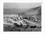 Stagecoach at Mammoth Hot Springs by Anonymous