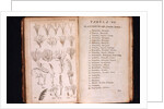 Systema Naturae. 1756 by Anonymous
