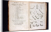 Systema Naturae. 1756 by Anonymous
