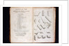 Systema Naturae. 1756 by Anonymous