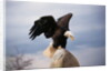 Bald Eagle Lands With Outstretched Wings by Anonymous