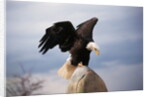 Bald Eagle Lands With Outstretched Wings by Anonymous