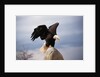 Bald Eagle Lands With Outstretched Wings by Anonymous
