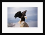 Bald Eagle Lands With Outstretched Wings by Anonymous