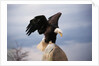 Bald Eagle Lands With Outstretched Wings by Anonymous