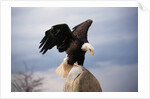 Bald Eagle Lands With Outstretched Wings by Anonymous