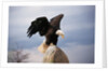 Bald Eagle Lands With Outstretched Wings by Anonymous