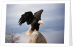 Bald Eagle Lands With Outstretched Wings by Anonymous