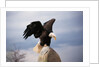 Bald Eagle Lands With Outstretched Wings by Anonymous