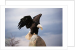 Bald Eagle Lands With Outstretched Wings by Anonymous