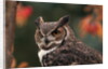 Great Horned Owl With Blurred Autumn Foliage by Anonymous