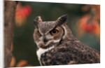 Great Horned Owl With Blurred Autumn Foliage by Anonymous