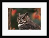 Great Horned Owl With Blurred Autumn Foliage by Anonymous
