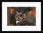 Great Horned Owl With Blurred Autumn Foliage by Anonymous
