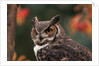 Great Horned Owl With Blurred Autumn Foliage by Anonymous