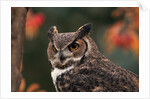 Great Horned Owl With Blurred Autumn Foliage by Anonymous