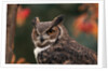 Great Horned Owl With Blurred Autumn Foliage by Anonymous