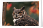 Great Horned Owl With Blurred Autumn Foliage by Anonymous