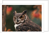 Great Horned Owl With Blurred Autumn Foliage by Anonymous