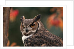 Great Horned Owl With Blurred Autumn Foliage by Anonymous