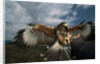 Harris' Hawk Lands on Falconer's Glove by Anonymous