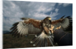 Harris' Hawk Lands on Falconer's Glove by Anonymous
