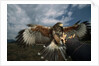 Harris' Hawk Lands on Falconer's Glove by Anonymous