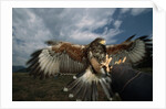 Harris' Hawk Lands on Falconer's Glove by Anonymous