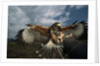 Harris' Hawk Lands on Falconer's Glove by Anonymous