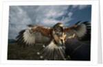 Harris' Hawk Lands on Falconer's Glove by Anonymous
