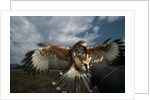 Harris' Hawk Lands on Falconer's Glove by Anonymous