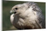 Gyrfalcon Close-up by Anonymous