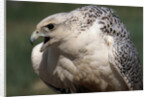 Gyrfalcon Close-up by Anonymous
