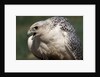 Gyrfalcon Close-up by Anonymous
