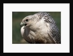 Gyrfalcon Close-up by Anonymous