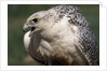 Gyrfalcon Close-up by Anonymous