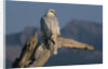 White Arctic Gyrfalcon Perches on Stump by Anonymous