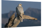 White Arctic Gyrfalcon Perches on Stump by Anonymous