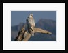 White Arctic Gyrfalcon Perches on Stump by Anonymous