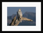 White Arctic Gyrfalcon Perches on Stump by Anonymous