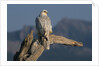 White Arctic Gyrfalcon Perches on Stump by Anonymous