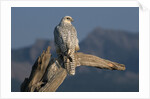 White Arctic Gyrfalcon Perches on Stump by Anonymous