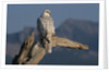 White Arctic Gyrfalcon Perches on Stump by Anonymous