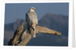 White Arctic Gyrfalcon Perches on Stump by Anonymous