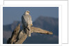 White Arctic Gyrfalcon Perches on Stump by Anonymous