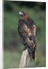 Red-Tailed Hawk Perches on Post by Anonymous