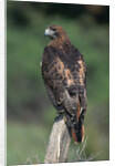 Red-Tailed Hawk Perches on Post by Anonymous